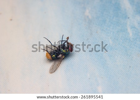 closeup Blow fly insect laying dead