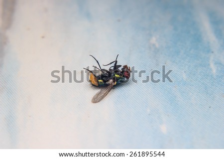 closeup Blow fly insect laying dead