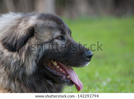 Caucasian sheperd dog\'s head en face with her tongue out on a blurred background