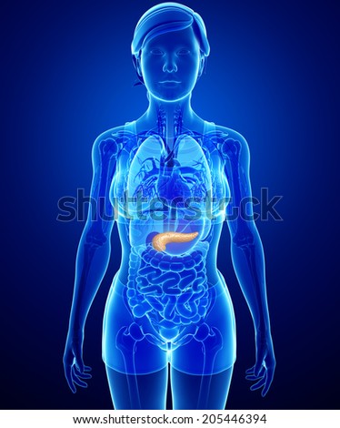 Illustration Of Female Pancreas Anatomy - 205446394 : Shutterstock