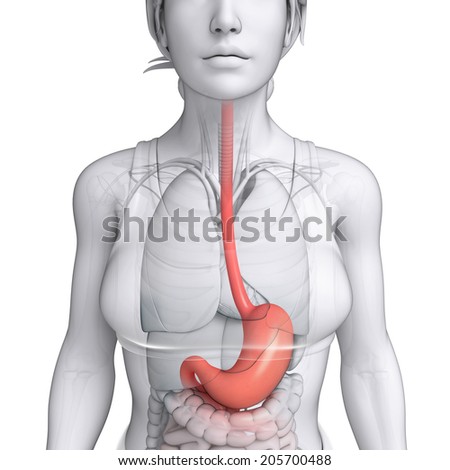 Illustration Of Female Stomach Anatomy - 205700488 : Shutterstock