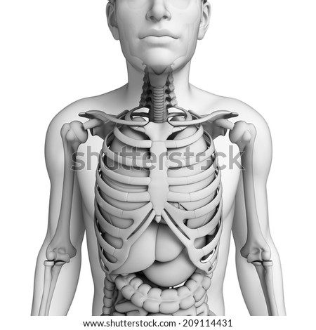 Illustration Of Male Digestive System - 209114431 : Shutterstock