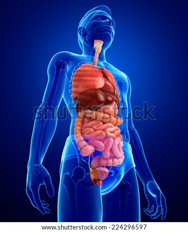 Illustration Of Male Digestive System Artwork - 224296597 : Shutterstock