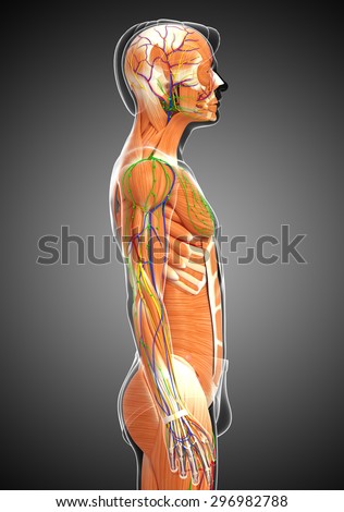 3d Rendered Illustration Of Male Muscles Anatomy - 296982788 : Shutterstock