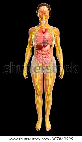 Illustration Of Female Body With Nervous And Digestive System Artwork