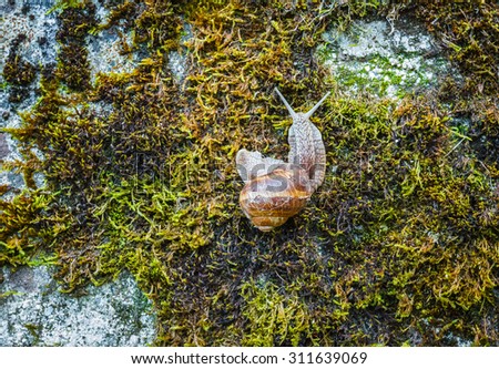 Snail claws on wet moss on wall. (selective focus on snail\'s head)