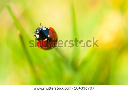 Ladybug on the tip of the blades of grass - image with shallow dof.
