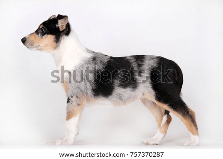 Shutterstock Puzzlepix