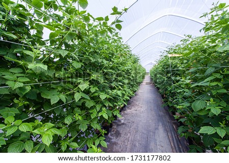 Similar – Image, Stock Photo Greenhouse for Raspberries
