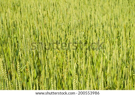 Field of green wheat grass - background, shallow depth of field