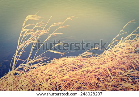 Dry reeds on the bank of river - vintage effect