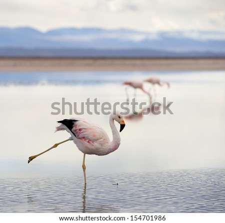 Dancing flamingo. Exotic andean flamingo in the salt lagoon of Atacama desert