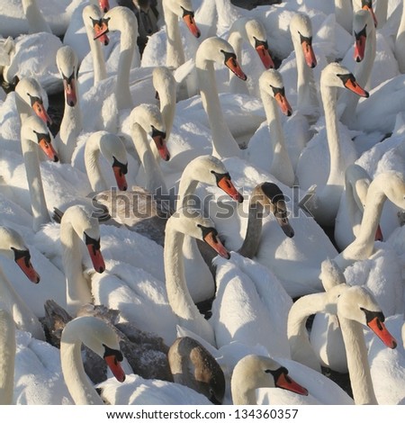 Mute Swans rushing to the winter feeding place in Stockholm, Sweden.