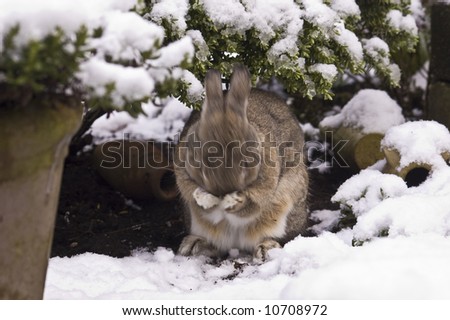 rabbit washing his face in a snowy garden