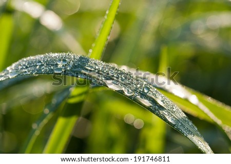 Many dew drops are on grass, close up