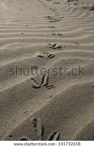 Bird footprints in sand