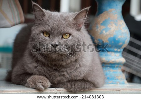 Gray cat lying and looking ahead
