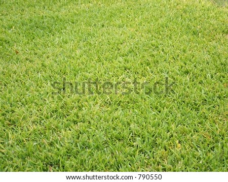bright green grass texture