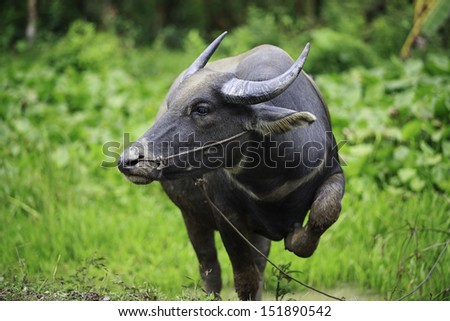WATER BUFFALO: Portrait of a female water buffalo eating grass, Southern Vietnam