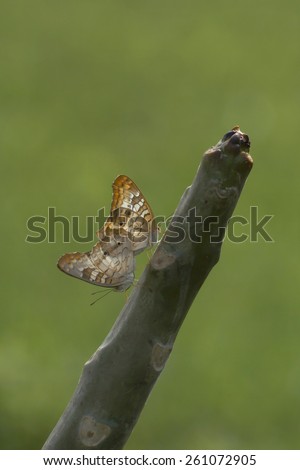 Mating  Buckeye butterflies.