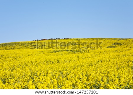 Rapeseed fields along the Garden Route, N2, South Africa. Rapeseed is used to produce canola oil.
