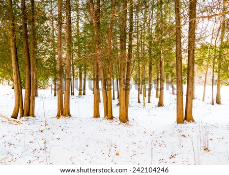Trees and snow outside in the winter in Canada with copy space