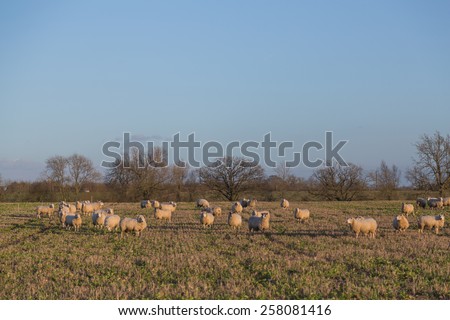 Large amounts of sheep in a field