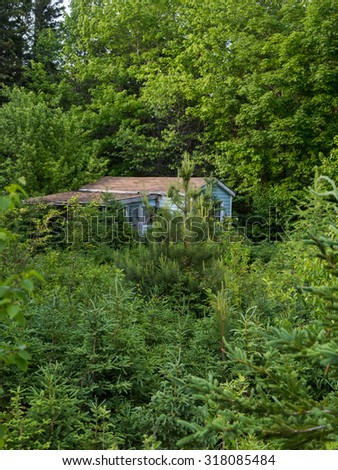 CAPE BRETON, CANADA - 4TH JULY 2015: A small house in Cape Breton that has overgrown plants and foilage around it.
