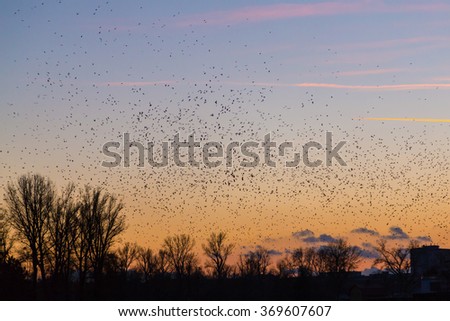 Similar – Foto Bild Entfernte Vögel fliegen am Himmel an den Outer Banks in North Carolina