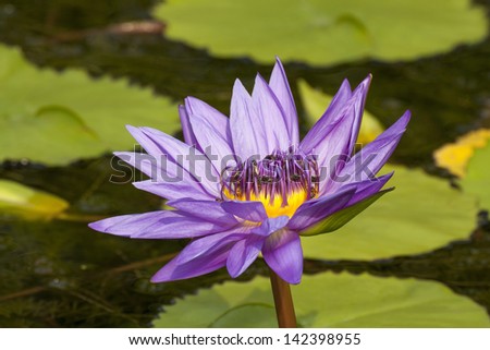 light purple water lily with bee in the pond