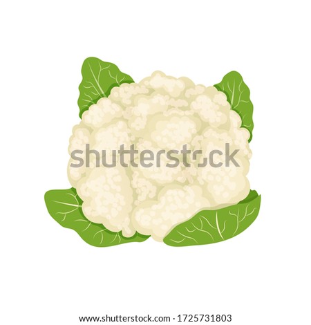 White fresh cauliflower, cabbage on white background, healthy food, vegetables vector icon.