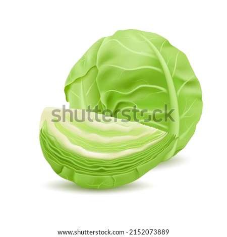 Realistic head of cabbage, vegetarian food, object for design.