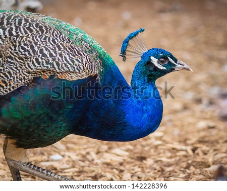 Blue Female Peacock