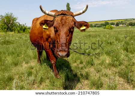 Portrait of a beautiful adult cows that grazed on a summer pasture with lush green grass on a hot sunny summer day