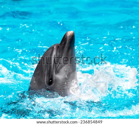 Glad beautiful dolphin in blue water in the swimming pool on a bright sunny day sailing on the foam boards on the representation