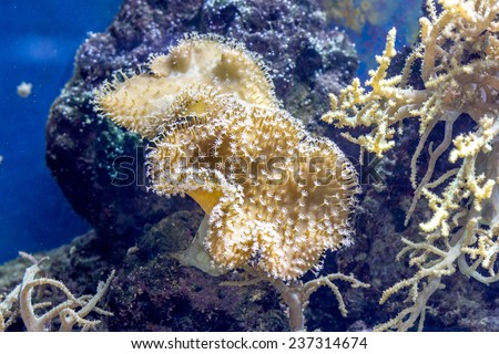 The underwater world. Bright Exotic Tropical coral fish in the Red Sea artificial environment of the aquarium with corals and algae aquatic plants