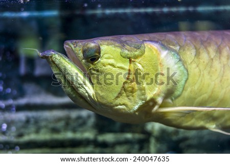 The underwater world. Arakony head closeup. Bright Exotic Tropical coral fish in the Red Sea artificial environment of the aquarium with corals and algae aquatic plants