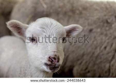 curious beautiful not shorn sheep with lamb with hay in a pen for domestic farm animals. Selective focus with shallow depth of field. As background for design with animals
