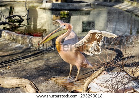 Portrait of a European white pelican , Pelecanus onocrotalus. Exotic birds with magnificent plumage and huge beak with a yellow bag leather. Expressive waterfowl