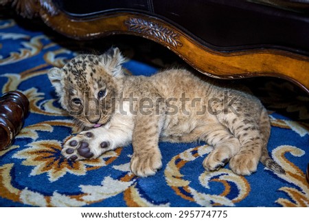 Little sweet beautiful young lion resting lazily in a city apartment on the floor carpet. Lion Cub. Shallow depth of field. selective focus