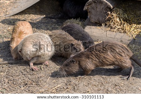 Colonia colored nutria farm. Nutria - a valuable agricultural industry for animal fur and meat growing