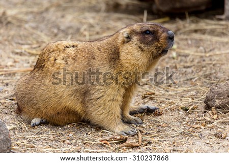 Alpine marmot (Marmota) in the aviary zoo. The protagonist of the beautiful tradition - Groundhog predicts the weather in Groundhog Day.