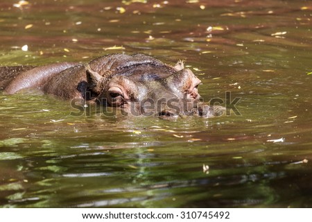 Hippo completely bathed in the river at the level of the water on a hot sunny summer day. The nose and the eyes hippo out of the water covered with duckweed Green River. selective focus.