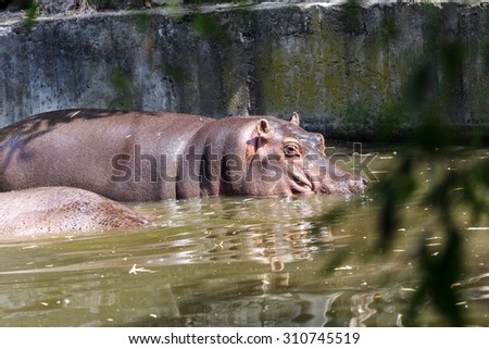 Hippo completely bathed in the river at the level of the water on a hot sunny summer day. The nose and the eyes hippo out of the water covered with duckweed Green River. selective focus.