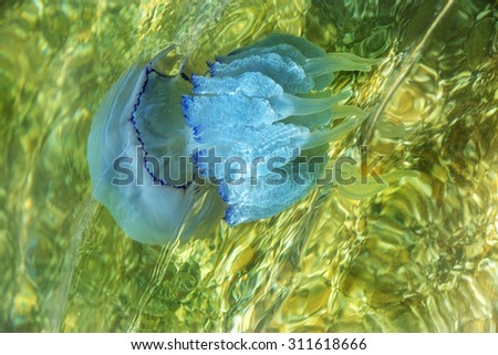 More depth jellyfish floating in sea lagoon as result of penetration of cold flow. Risk for people swimming. How unusual background, decoration and creative design. Beautiful effects through  sea wave