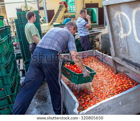 ODESSA, UKRAINE - 25 September 2015: The working process of production of tomatoes to canned fruit and vegetable factory. Workers on the production of canned food. Processing vegetables.