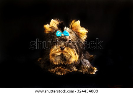 Yorkirsky terrier in studio on a black background. Charming with a beautiful pedigree dog hair on the dog show. With selective focus