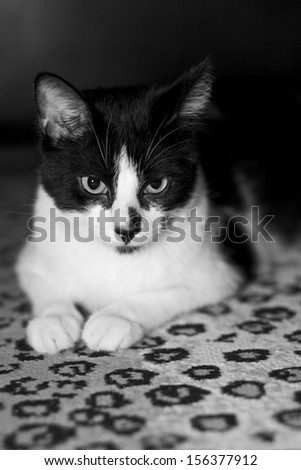 Black and white cat on the background
