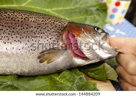 recognize fresh trout to the gills, close up, cut a raw rainbow trout, blurred background Stockfoto © 
