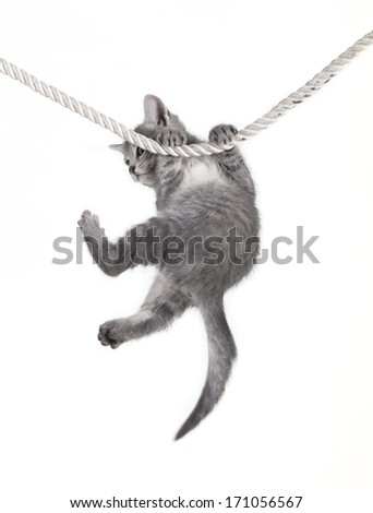 small tabby cat baby hanging on rope, white background, isolated